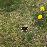 Schwarzer Schmetterling am Sandhaus 10