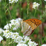 Kaisermantel Schmetterling (Argynnis paphia)