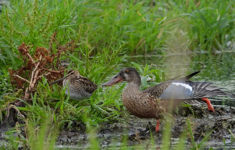 Rote Liste der Brutvögel 2021 - 43% der brütenden Vogelarten auf der Liste!!!