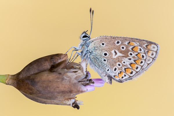 Polyommatus icarus