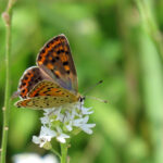 Schwefelvögelchen Schmetterling (Lycaena tityrus)