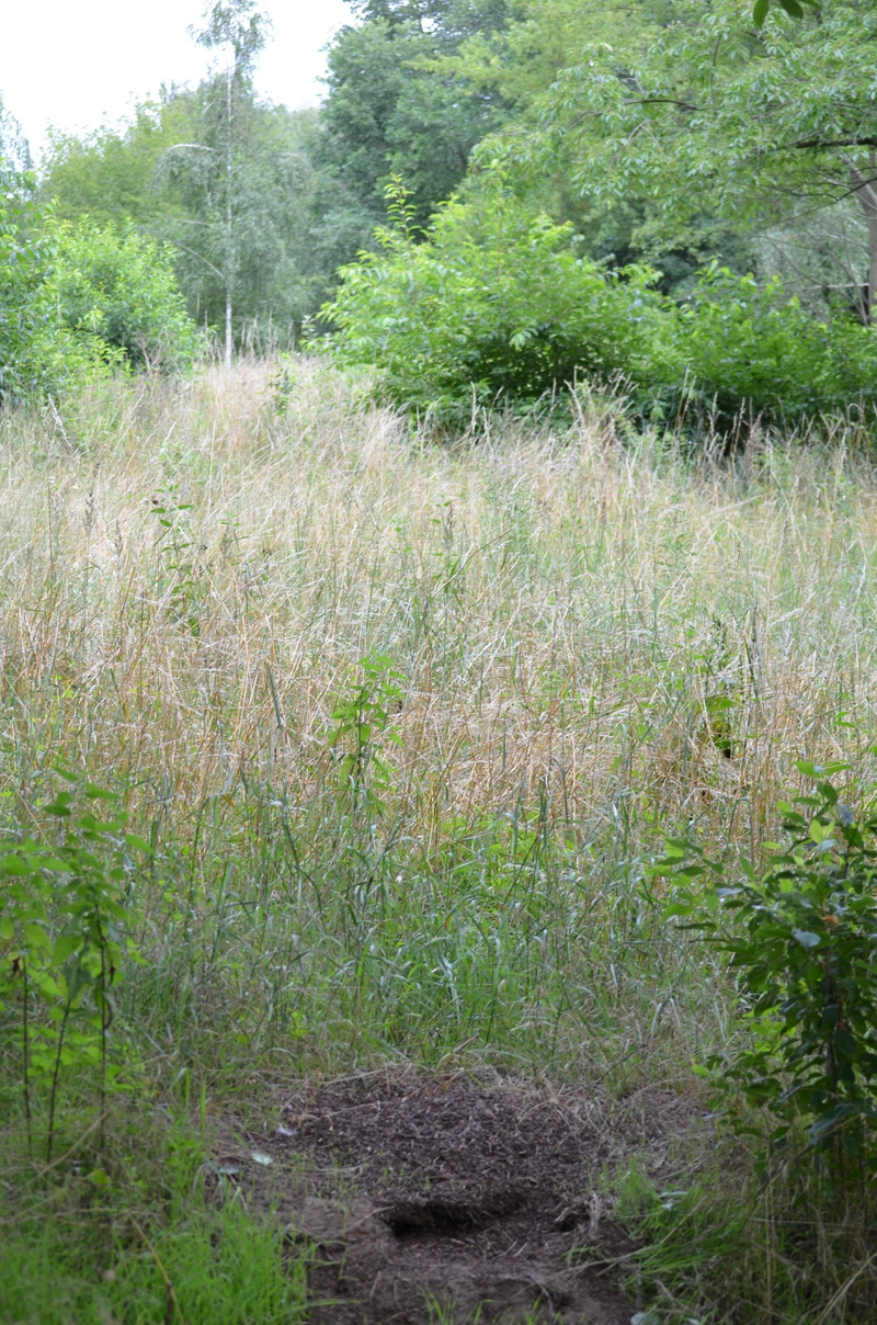 Ameisenhaufen in der geplanten Bebauungszone