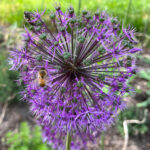 Wildbienen bei der Arbeit in der Straße am Sandhaus Berlin Buch