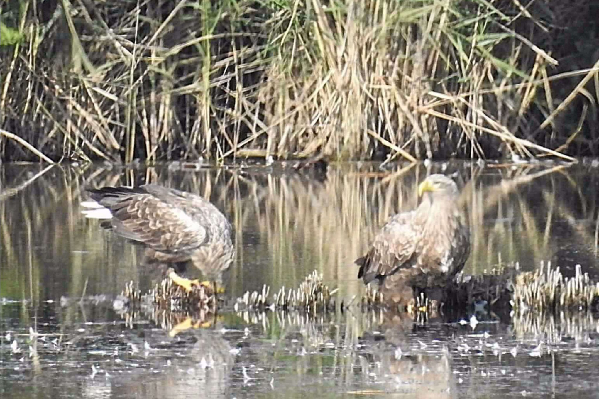 Seeadler in der Moorlinse