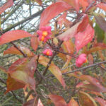 Letzte Blüten (Pfaffenhütchen) zu Mitte November in der Straße am Sandhaus