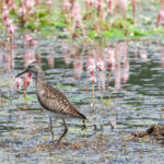 Bruchwasserläufer an der Moorlinse