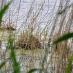 Brutnest Moor Berlin Buch
