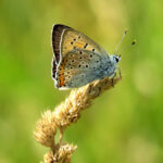 Ergebnis Insektenzählung Moorlinse Buch 5.08.2023 Mitttagszeit