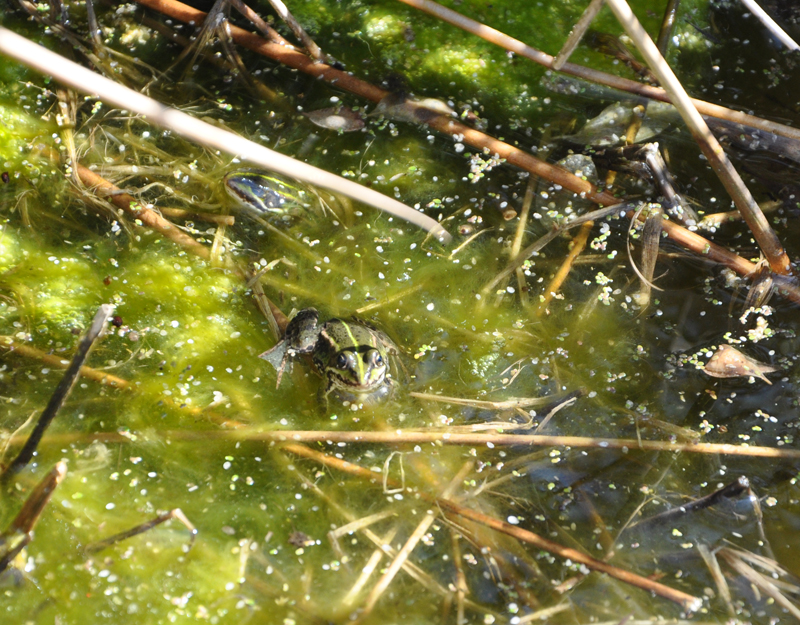 Frösche am Trampelpfad Moorwiese