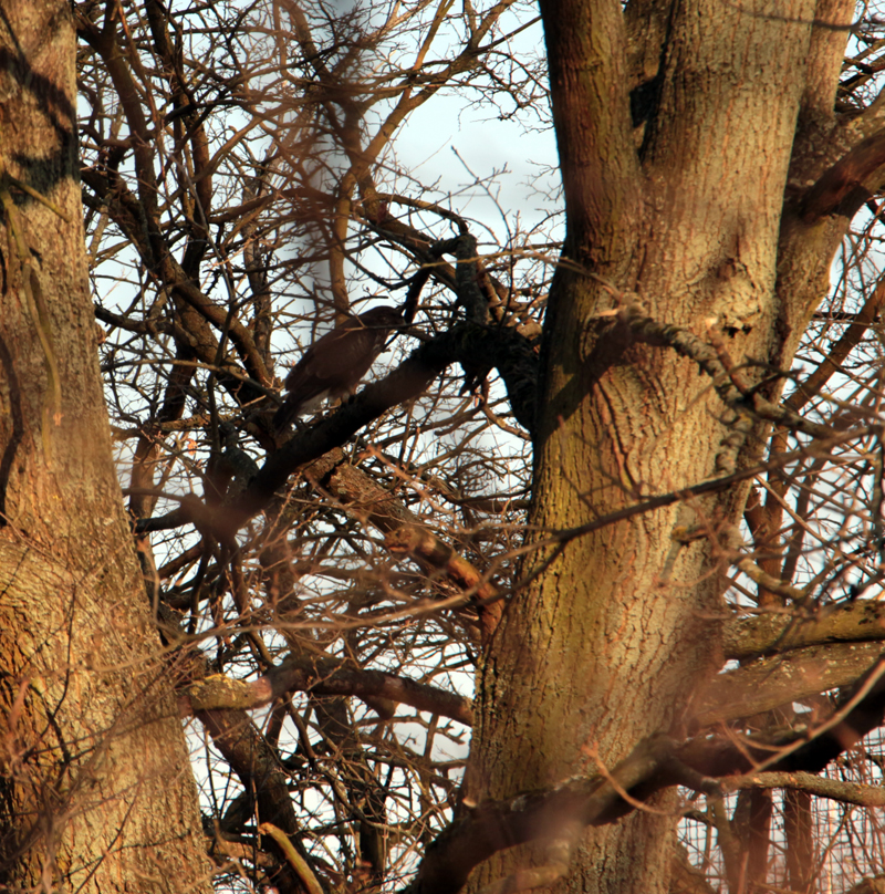 Greifvogel Am Sandhaus 10