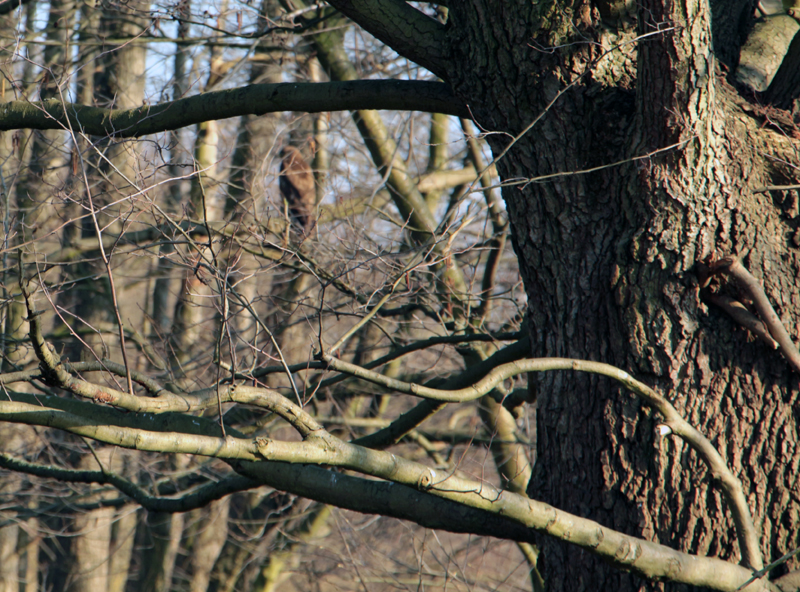 Greifvogel Am Sandhaus Berlin Buch