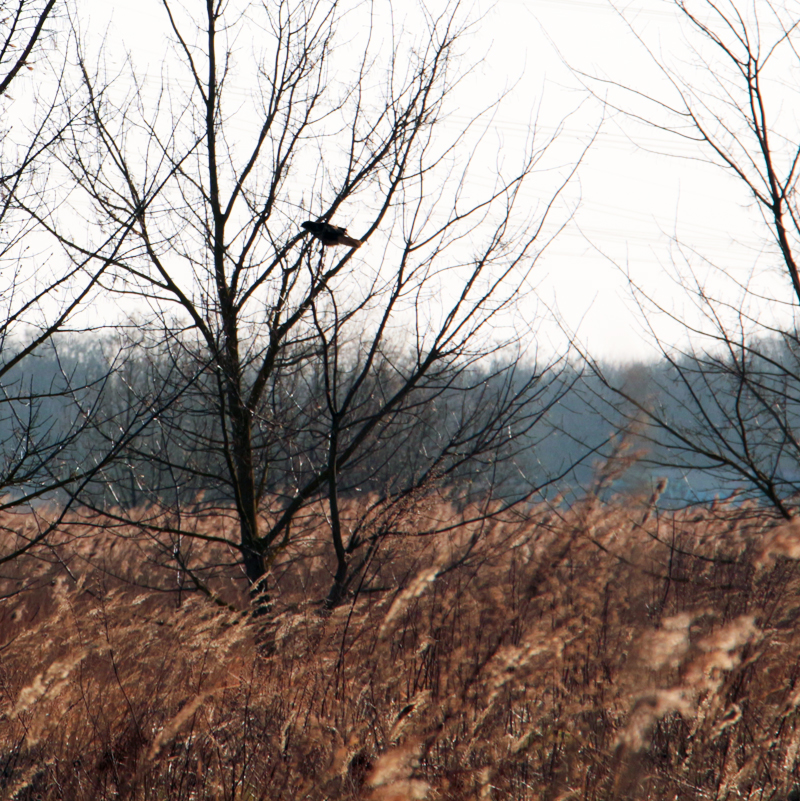 Greifvogel auf der Moorwiese