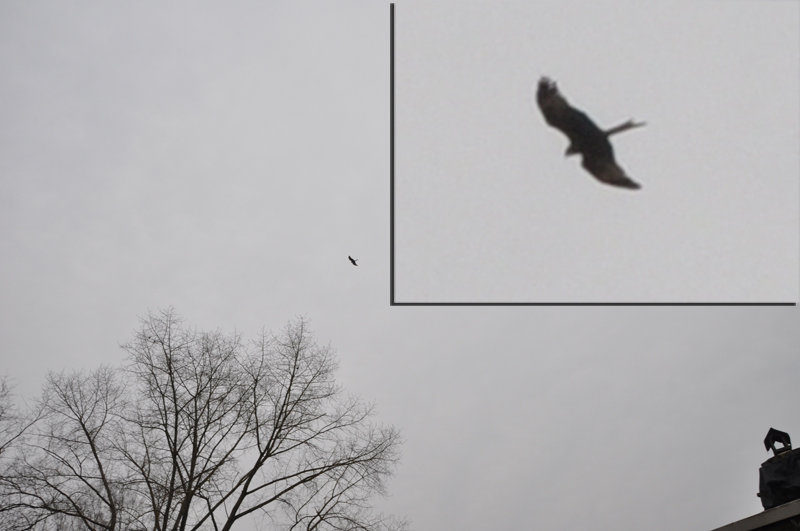 Greifvogel in der Straße am Sandhaus