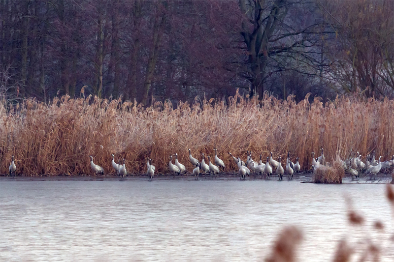 Kraniche an der Moorlinse