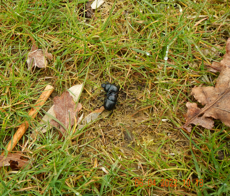 Waldmistkäfer in der Moorwiese