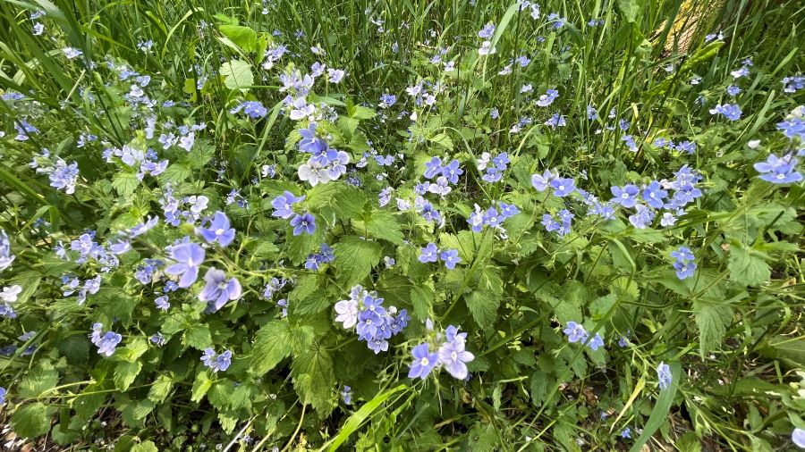 Wildblumen Moorwiese