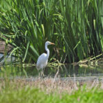 Silberreiher in der Moorlinse