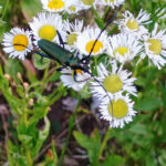 Moschusbock auf Wilder Margerite an der Straße Am Sandhaus 5