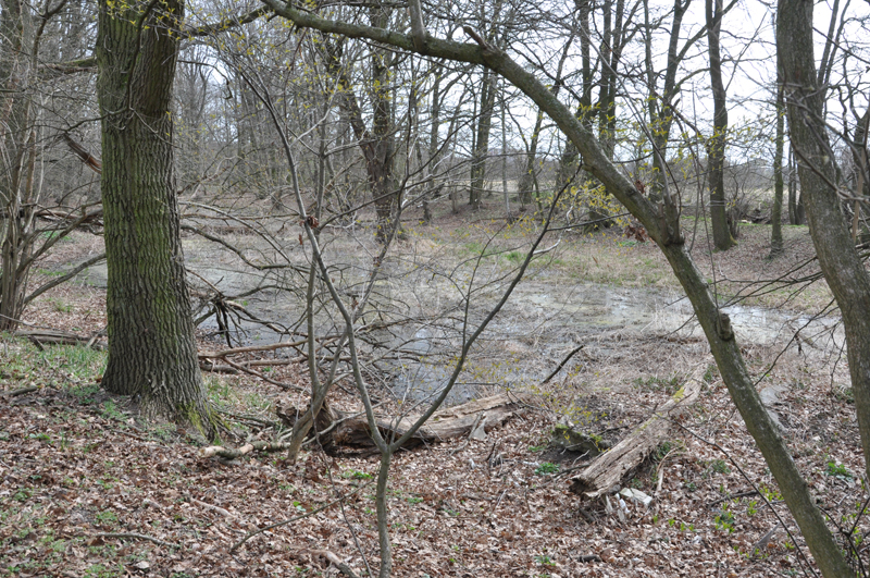 Waldzunge,  mit viel Wasser. ( geplante 2. Reihe Bebauung )