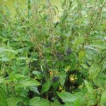 Tausende Schmetterlingsraupen auf den Wiesen im geplanten Baugebiet