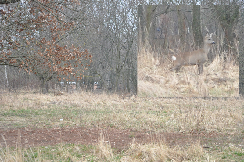 Rehe auf der Moorwiese