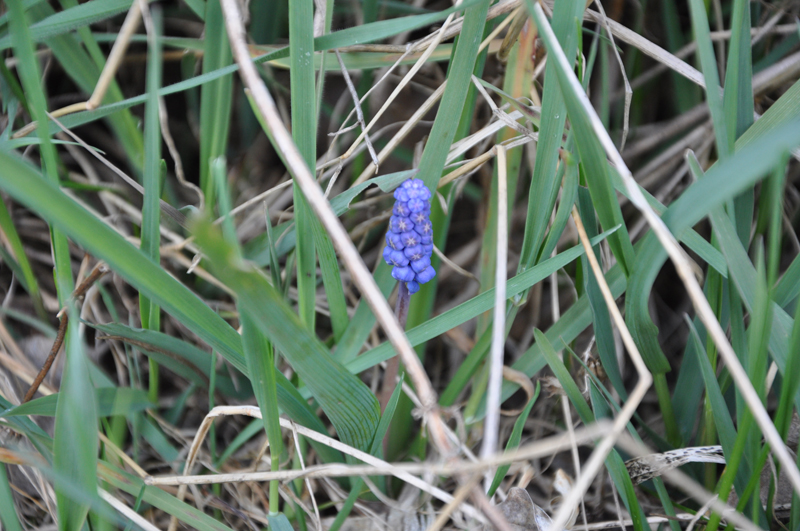 Traubenhyazinthe am Trampelpfad Moorwiese