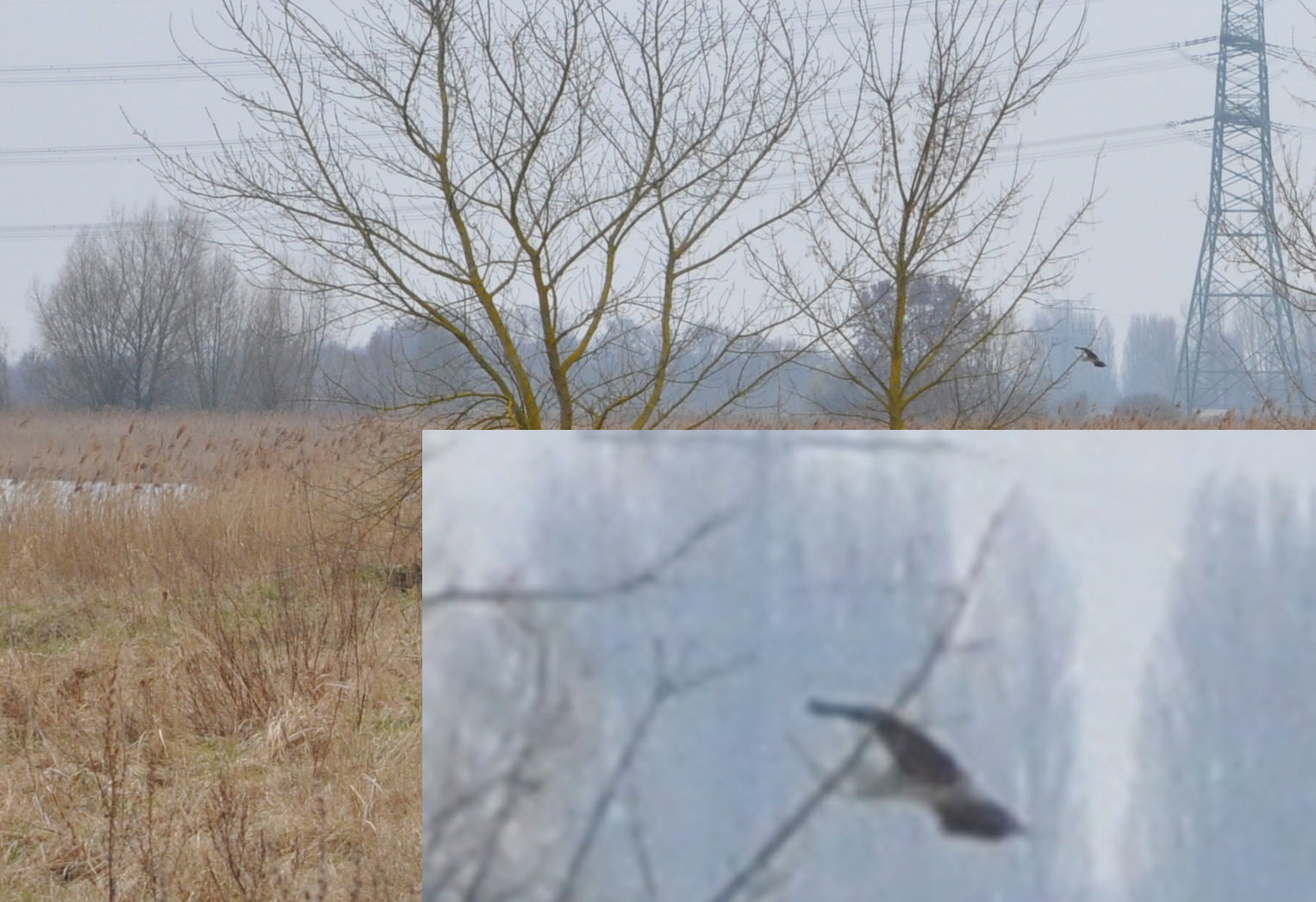 Vogel an der Moorlinse