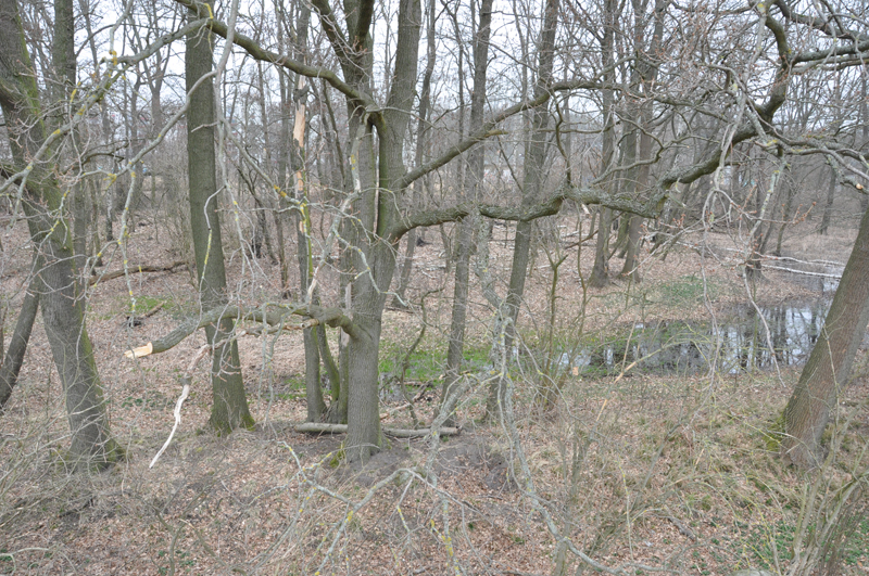 Waldzunge entlang der Straße am Sandhaus