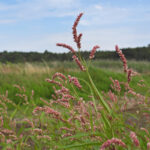 Ampfer- Knöterich, Persicaria lapathifolia Moorwiese Berlin Buch