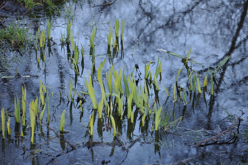 Wasserpflanzen im Seitenkanal der Moorlinse
