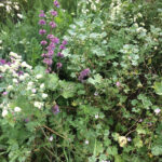 Wildblumen Wiese am Sandhaus 5/7