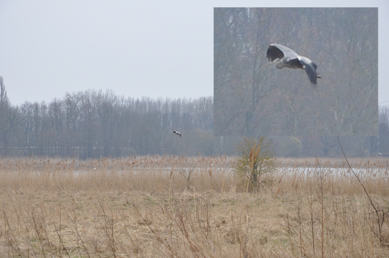 Zugvogel an der Moorlinse